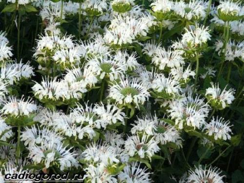 Монарда многолетняя. Монарда цветок. Описание, особенности, виды и уход за монардой