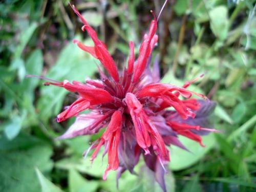 Монарда двойчатая. Монарды дивный аромат