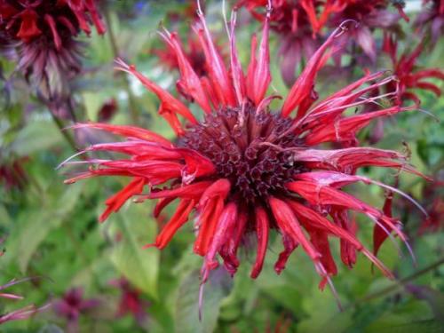 Монарда двойчатая. Монарды дивный аромат