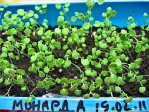 Монарда посадка и уход в открытом грунте осенью. Уход за монардой 02