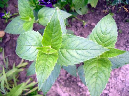 Монарда двойчатая. Монарды дивный аромат