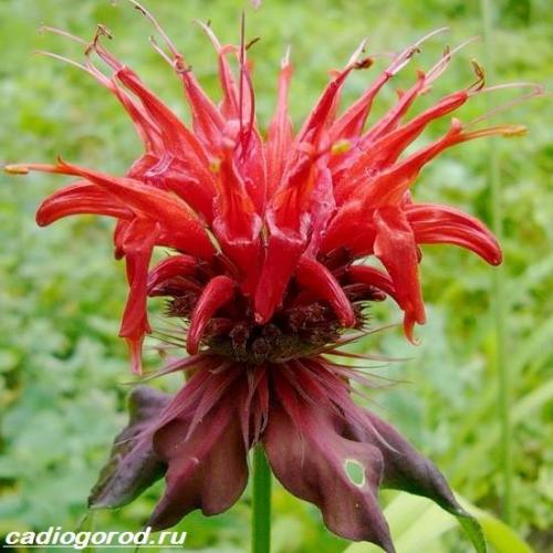 Монарда многолетняя. Монарда цветок. Описание, особенности, виды и уход за монардой