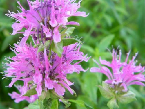 Монарда когда цветет. Немного о растении