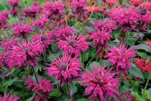 Монарда когда цветет. Немного о растении