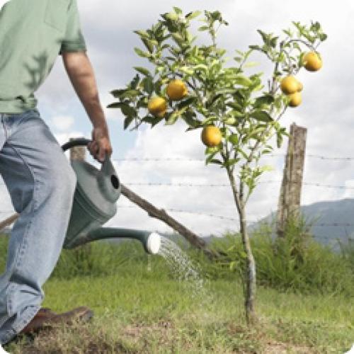 Какие из 15 сортов груши имеют наименьший рост и подходят для небольших садов. ЛУЧШИЕ СОРТА ГРУШИ: ОСОБЕННОСТИ ВЫРАЩИВАНИЯ