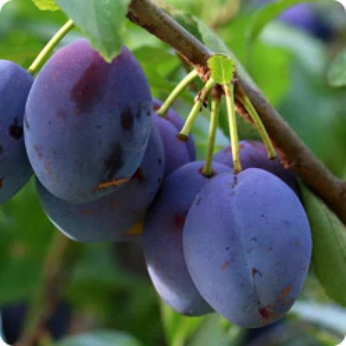 Какие из 15 сортов груши имеют наименьший рост и подходят для небольших садов. ЛУЧШИЕ СОРТА ГРУШИ: ОСОБЕННОСТИ ВЫРАЩИВАНИЯ