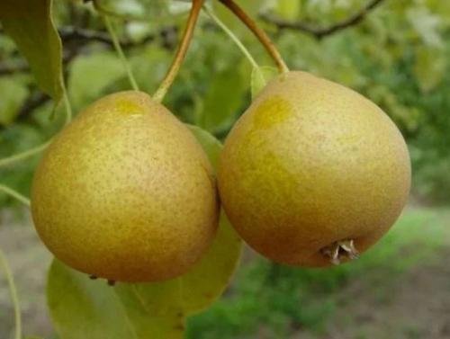 Какие из 15 сортов груши созревают раньше всего. Сорта груши среднего срока созревания