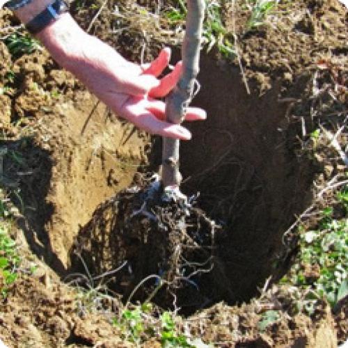 Какие из 15 сортов груши имеют наименьший рост и подходят для небольших садов. ЛУЧШИЕ СОРТА ГРУШИ: ОСОБЕННОСТИ ВЫРАЩИВАНИЯ