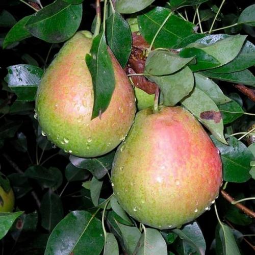 Какие из 15 сортов груши созревают раньше всего. Сорта груши среднего срока созревания