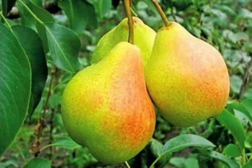 Какие из 15 сортов груши созревают раньше всего. Сорта груши среднего срока созревания