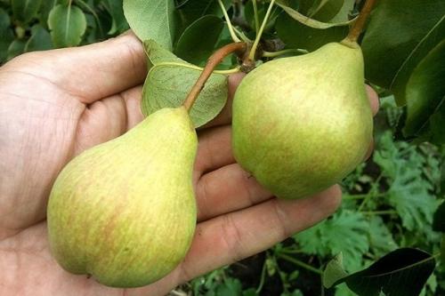 Какие вкусовые качества характерны для груши 'Просто Мария. Характеристики сорта