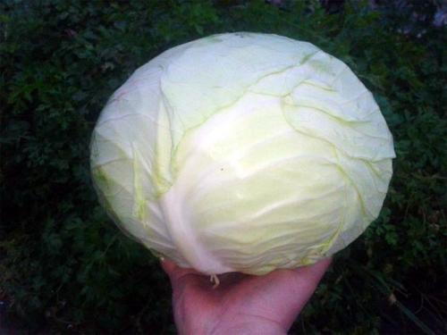 Виды и сорта капусты. Белокочанная