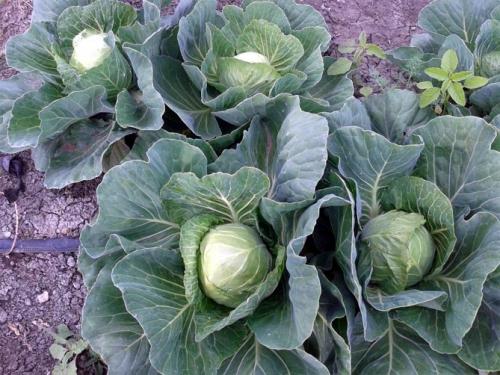 Сорта капусты с тонкими листьями. Белокочанная