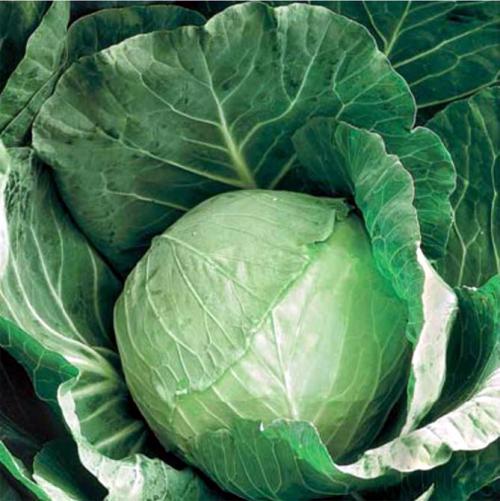 Сорта капусты с тонкими листьями. Белокочанная
