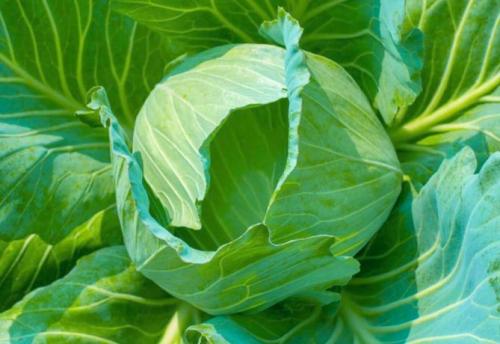 Виды и сорта капусты. Белокочанная