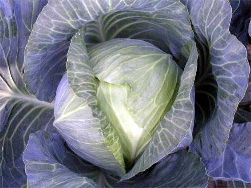 Виды и сорта капусты. Белокочанная