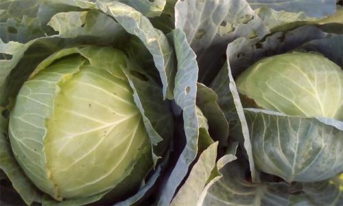 Сорта капусты с тонкими листьями. Белокочанная