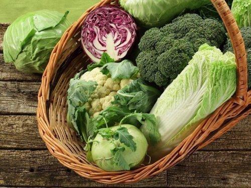 Лучшие сорта капусты для хранения. 11 лучших сортов капусты с длительным сроком хранения