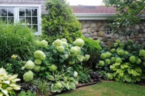 Удивительная Хоста на даче. Хоста в ландшафтном дизайне (30 фото): лучшие композиции с хостой