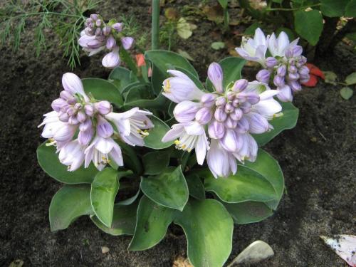 Хоста лилия. Описание