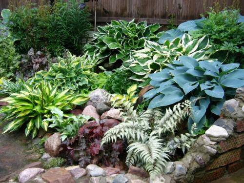 Удивительная Хоста на даче. Хоста в ландшафтном дизайне (30 фото): лучшие композиции с хостой
