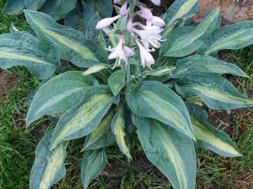 Когда сажать хосту весной или осенью. Правильная посадка растения Хоста