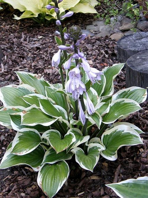 Что добавить в лунку при посадке хосты. Секреты выращивания хосты – посадка и уход, фото сортов