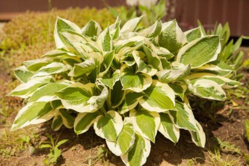 Посадка хосты осенью в открытый грунт. Посадка хосты осенью: сроки по регионам, Лунному календарю, пошаговая инструкция