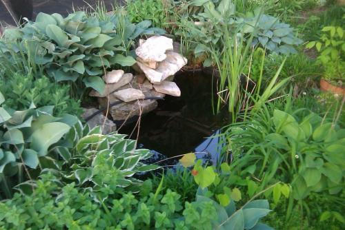 Хоста лилия. Описание