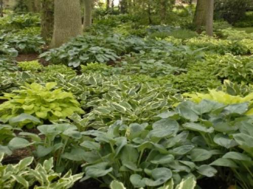 Цветок хоста в квартире. Характеристика