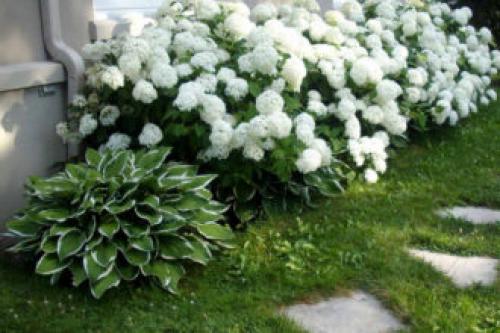 Удивительная Хоста на даче. Хоста в ландшафтном дизайне (30 фото): лучшие композиции с хостой