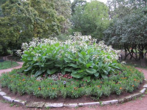 Удивительная Хоста на даче. Хоста в ландшафтном дизайне (30 фото): лучшие композиции с хостой