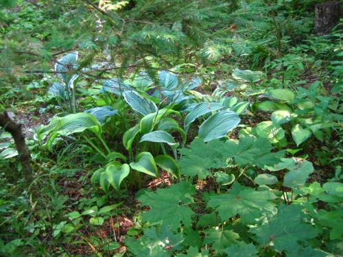 Хоста лилия. Описание