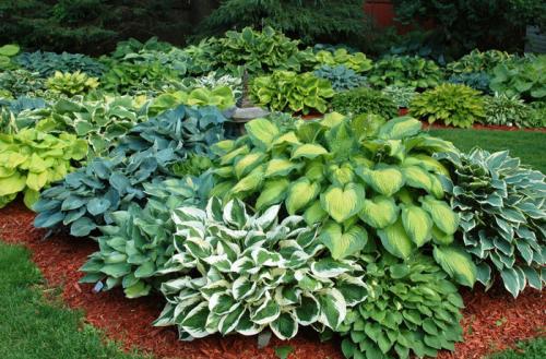 Удивительная Хоста на даче. Хоста в ландшафтном дизайне (30 фото): лучшие композиции с хостой