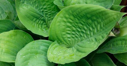 Хоста под деревьями. Хосты в ландшафтном дизайне дачного участка, как красиво посадить на клумбе