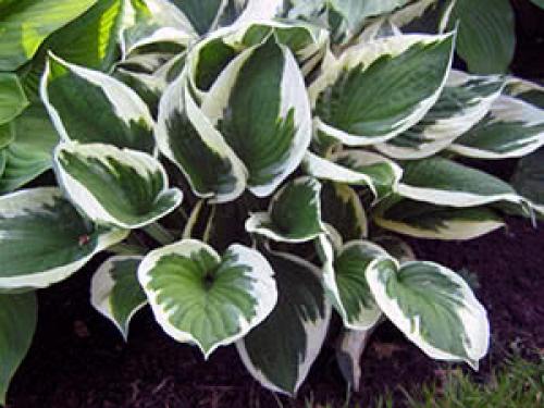 Все о цветке хоста. Ботаническое описание