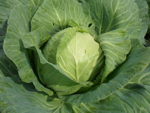 Сорта белокочанной капусты. Лучшие сорта белокочанной капусты