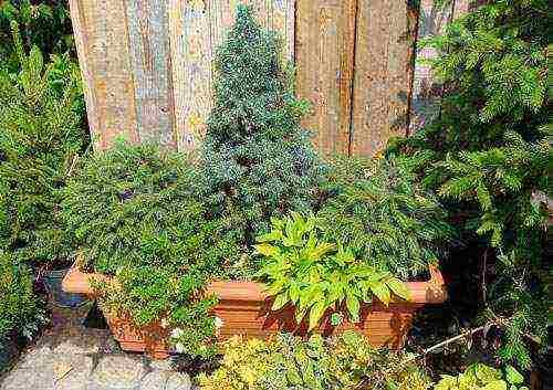 Посадка хосты в горшок. Требования к горшкам для хосты