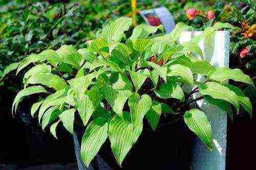 Посадка хосты в горшок. Требования к горшкам для хосты