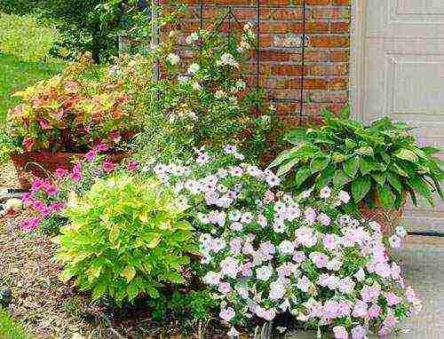 Посадка хосты в горшок. Требования к горшкам для хосты