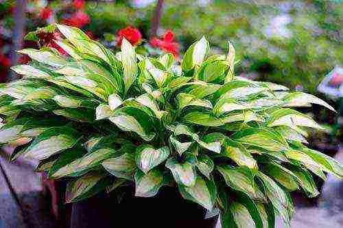 Посадка хосты в горшок. Требования к горшкам для хосты