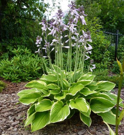 Когда сажать хосту в открытый грунт. Секреты выращивания хосты – посадка и уход, фото сортов