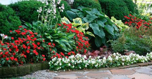 Как красиво посадить хосту. Хосты в ландшафтном дизайне дачного участка, как красиво посадить на клумбе