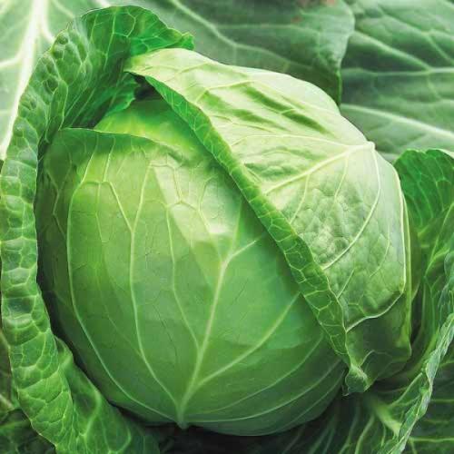 Средняя капуста лучшие сорта. Раннеспелая белокочанная капуста 02 Средняя капуста лучшие сорта. Раннеспелая белокочанная капуста 02