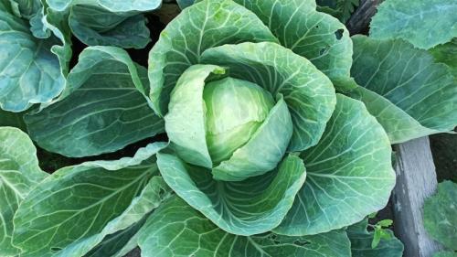 Средняя капуста лучшие сорта. Раннеспелая белокочанная капуста 03 Средняя капуста лучшие сорта. Раннеспелая белокочанная капуста 03