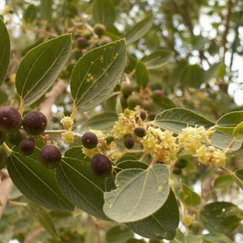 Выращивание зизифуса на участке и в горшке. Посадка унаби в открытый грунт 02 Выращивание зизифуса на участке и в горшке. Посадка унаби в открытый грунт 02