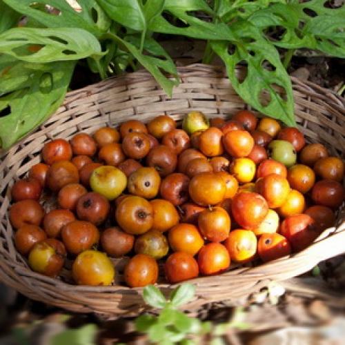 Выращивание зизифуса на участке и в горшке. Посадка унаби в открытый грунт 04 Выращивание зизифуса на участке и в горшке. Посадка унаби в открытый грунт 04