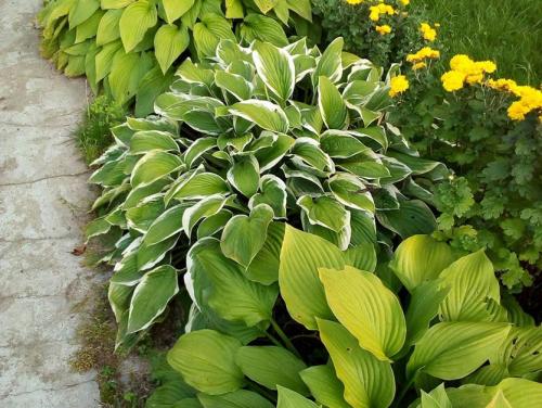 Можно ли сажать хосту в октябре. Хоста - посадка и деление растения осенью