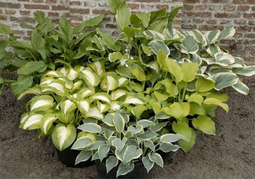 Как глубоко сажать хосту. Секреты выращивания хосты – посадка и уход, фото сортов