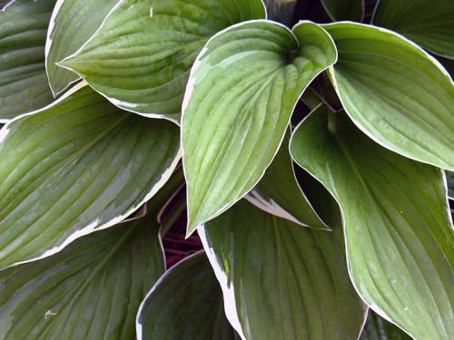 Как вырастить хосты в открытом грунте. Условия выращивания хосты 26 Как вырастить хосты в открытом грунте. Условия выращивания хосты 26